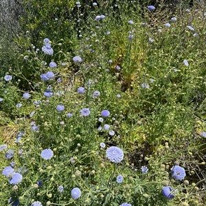 Meet your Posher, Ho jin